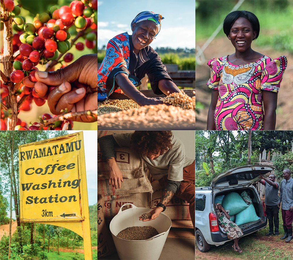 Collage of images related to coffee farming and processing in a rural setting.