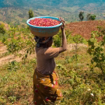 Rwandan coffee hills