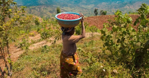 Rwandan coffee hills