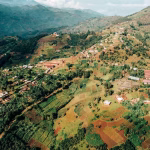 Coffee Climate change means the harvest is early in Burundi